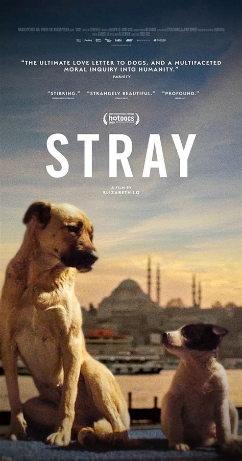 imdb strays|strays imdb parents guide.